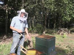 Bijen laten zich niet verjagen door Efteling
