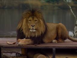 Safaripark Beekse Bergen neemt geen maatregelen nadat weer een gezin uitstapt bij de jachtluipaarden