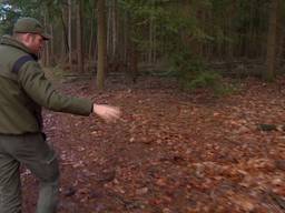 Boswachter neemt schade aan hek rond Schotse hooglanders Leenderbos op