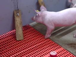 Zo werkt een luchtwasser in een varkensstal.