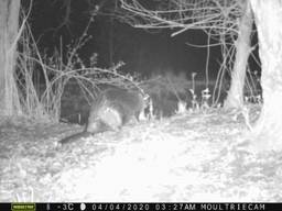 Primeur: de bever in het Leenderbos