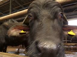 Boer ruilt al z’n koeien in voor waterbuffels