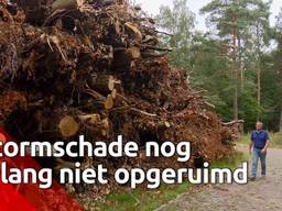 In Eindhoven en omgeving zijn begin juni, tijdens een korte maar hevige storm, een kleine tweeduizend bomen gesneuveld. De totale schadepost voor negen gemeenten bedraagt zeker 1,5 miljoen euro.