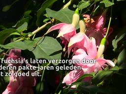 Fuchsia liefhebber René kan en wil niet op vakantie door en voor zijn fuchsia’s