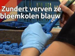 Opmerkelijk: voor het bloemencorso van Zundert worden bloemkolen blauw geverfd