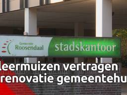 Twee vleermuizen leveren vertraging op voor de verbouwing van het stadskantoor in Roosendaal