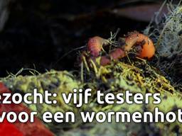 De gemeente Altena zoekt vijf testers voor een wormenhotel.