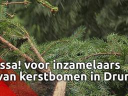 Kassa! voor de kerstbomen inzamelaars Jop, Rik, Sem en Nick