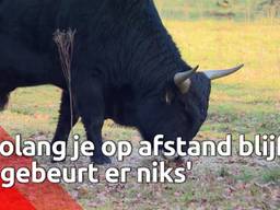 Wandelaars over tauros in natuurgebied De Maashorst: 'Op afstand blijven'