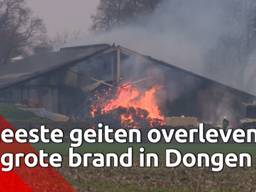De meeste geiten overleefden de brand.
