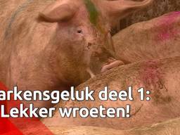 Varkens leven gelukkiger door te wroeten in de grond