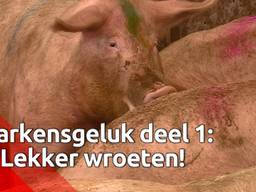 Varkens leven gelukkiger door te wroeten in de grond