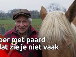 Boer Sjef zwoegt nog regelmatig met paard en ploeg op zijn akker: 'Je ziet het niet vaak meer'