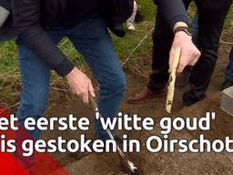 De eerste asperges van het seizoen zijn gestoken in Oirschot, onder andere door liefhebber Wim Daniëls.