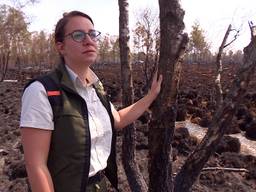 Boswachter Lieke loopt door de afgebrande Peel: ‘Over een paar weken is het weer een beetje groen’