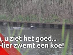 Koeien vallen in het kanaal na grote ontsnapping, brandweer moet er eentje redden