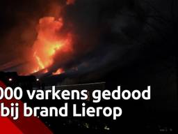 Duizend varkens overleden bij grote brand in stal in Lierop