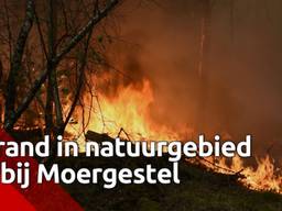 Er woedt een brand in de bossen tussen Tilburg en Moergestel. De brandweer is met veel materieel uitgerukt. 