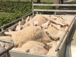 Opnieuw 20 schapen doodgebeten in Hedinkhuizen