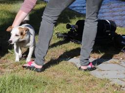 Hondje gered uit brandend huis Klundert.