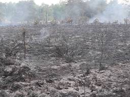 Natuurbrand op Cartierheide in Eersel, vier hectare gaat in vlammen op 