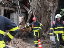 Drie paarden overleven instortende stal in Goirle