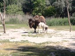Het kameeltje kon na een paar uur al op eigen benen staan (Beelden: ZooParc Overloon). 