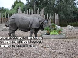 De neushoorns in Dierenrijk vierden feest