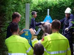 De kameel werd door de hulpdiensten omhoog getakeld