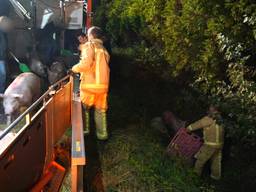 Trailer met varkens kantelt in Leende, groot aantal dieren overleeft ongeluk niet 