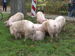Varkens dartelen vrolijk door de buurt na ongeluk