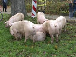 Varkens dartelen vrolijk door de buurt na ongeluk