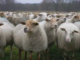 Wolven in Brabant: leuk voor natuurliefhebbers, maar een drama voor schapenboeren