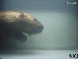 bever, baars, zalm en zeeforel vastgelegd op camera