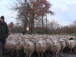 250 schapen wandelen door de straten van Helvoirt