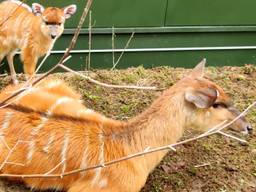  Sitatoenga ter wereld gekomen in Safaripark Beekse Bergen