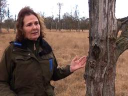 Boswachter Irma de Potter over stikstofschade aan de natuur