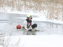 Hond zakt door het ijs en kan niet op eigen kracht uit het water komen