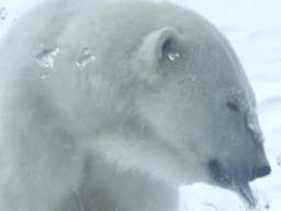 Gouden tip van de ijsberen voor mensen die niet tegen de kou kunnen