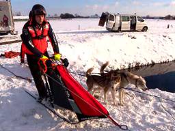 Husky's racen door de bossen in Tilburg