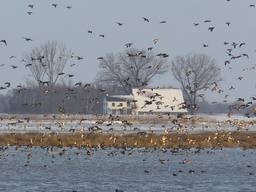 Door de strenge vorst wordt een invasie van vogels verwacht in de Biesbosch 
