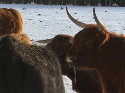Waterbuffels, Konikpaarden en Schotse Hooglanders ondergebracht op winters ‘schuiladres’ in de Biesbosch