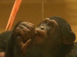 De jonge chimpansee Gerrit overleed aan hoofdletsel 