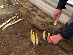 Nout en Brecht hebben de eerste asperges: 'Gisteren zagen we witte kopjes’