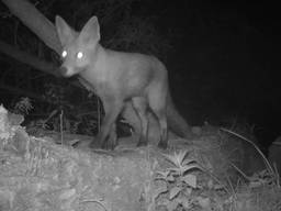 Dag en nacht worden dieren in de Biesbosch gefilmd