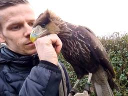 Kuifcaracara Pino is na twee weken weer thuis