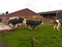 De koeien van boer Teun zijn dolblij dat ze de wei weer in mogen.