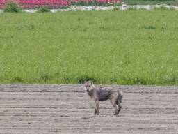 De 'wolf' in Best blijkt toch een hond te zijn