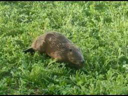 Bever gespot op klaarlichte dag in woonwijk