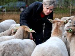 Schaapsherder beschermt zijn schapen samen met 20 vrijwilligers.